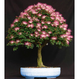 Sementes Flor Caliandra Calliandra Eriophylla Bonsai P/ Muda