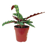 1 Planta Maranta Cascavel Calathea Lancifolia Decoração Casa