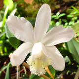 Orquídea Cattleya Loddigesii Alba - Muda Pré Adulta