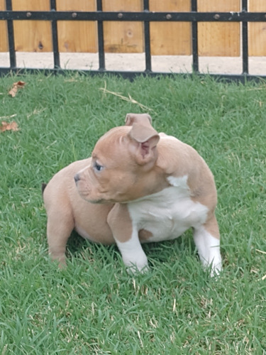 American Bully Macho