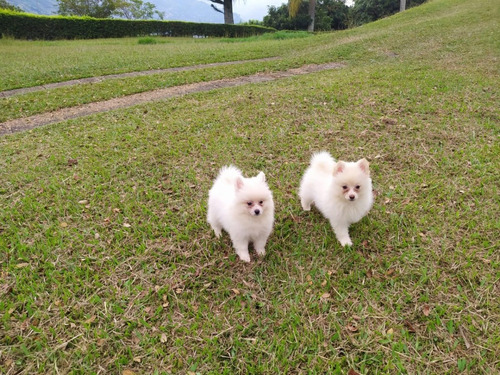 Perros Cachorros Pomerania Mini Lulu Medellin Bogota Cali 