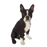 Hi-line Ltd Regalo De Boston Terrier Perro Estatua.