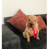 Cachorra Sharpei Pura Raza Manizales Animal Pets Colombia