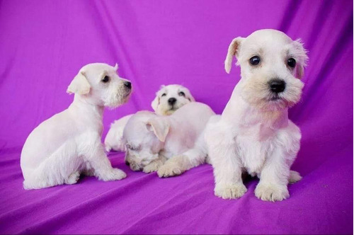 Cachorros Schnauzer Blanco Adorable 