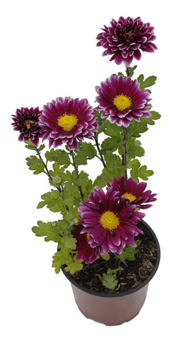 Crisantemo Magenta (chrysanthemum X Grandiflorum) En Maceta