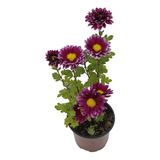 Crisantemo Magenta (chrysanthemum X Grandiflorum) En Maceta