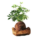 Kokedama Aralia