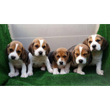 Cachorro Beagle Tricolor 02