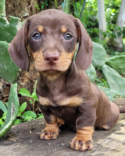 Cachorros Teckel Chocolate Bogotá Animal Pets Colombia 