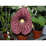 50 Sementes Flor Papo De Peru Gigante Aristolochia P/ Mudas