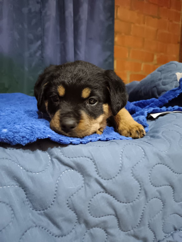 Perros Cachorros Rottweiler