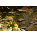 Tetra Borrachitos - Peces Tropicales - Oferta X 10 Peces !!!