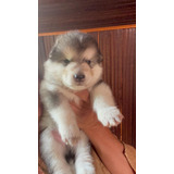 Preciosos Cachorros Alaskan Malamute Hijos De Padres Registr