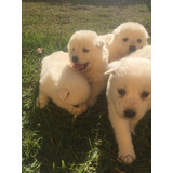 Samoyedo Raza Mascotas Rionegro Medellín Bogota Cali