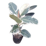Ficus Elastico, Gomero 5lts