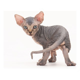 Gato Sphynx Macho