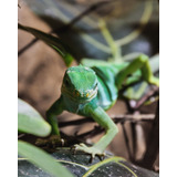 Cuadro 60x90cm Camaleon Reptil Iguana Animal Exotico M8