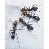 Hormigas Dorymyrmex Pogonius Colonias / Mascotas / Criadero 