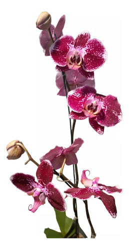 Orquideas Phalaenopsis 2 Varas