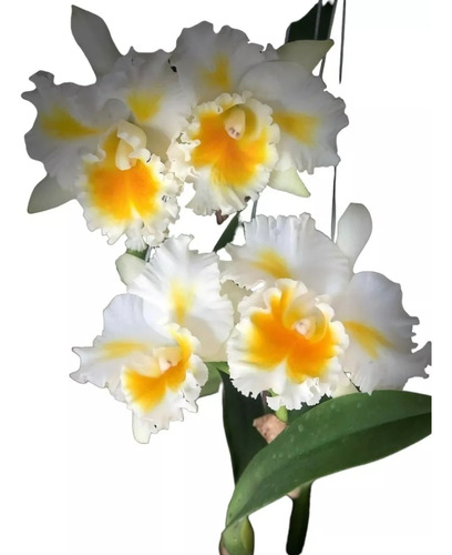 Orquídea Adulta Com Flor Catlleya Old White C/vaso Lindas 