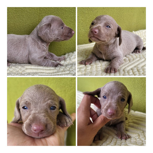 Cachorra Salchicha Dachshund Mini Isabella Pedigree