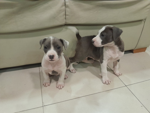 Cachorros American  Pitbull Blue