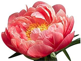 Encanto De Coral Peony Pre-order: Septiembre De Entrega Semi