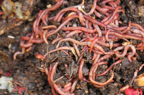 Lombrices Roja Californiana, Núcleos De 100u