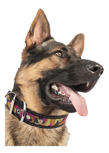 Collar Para Perro Ajustable Y Resistente Talla #5 Bauvipets