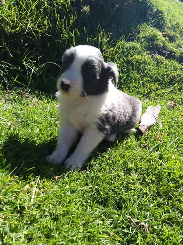 Cachorros Border Collie