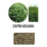 Capim Aruana - 250gr De Sementes - Pastagem Para Ovinos
