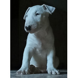 Exelente Cachorro De Bull Terrier Único Macho 