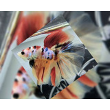 Peixe Betta Macho Koi Longtail 