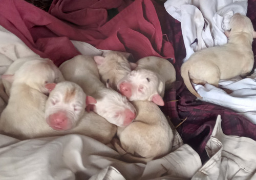 Cachorros Dogo Argentino 