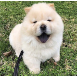 Cachorros Chow Chow Los Mas Belloss , Envio Sin Cargo