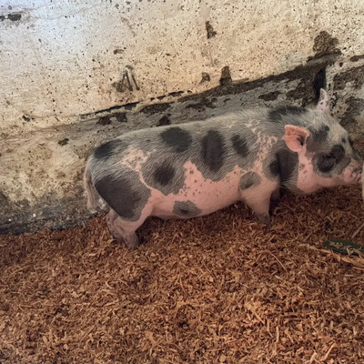 Mini Pig Vietnamita