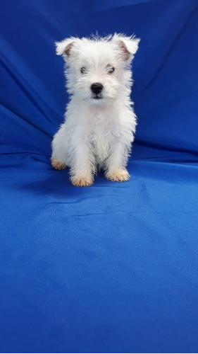 Cachorros West Highland Terrier