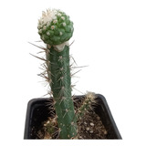 Cactus Colección Strombocactus Disciformis