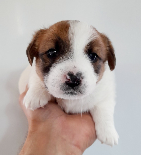 Cachorros Jack Russell Terrier