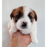 Cachorros Jack Russell Terrier