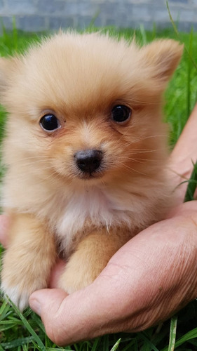 Perros Cachorros Pomerania Lulu Spitz En Venta Pasto