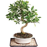 Bruselas De Dorado Gate Ficus Bonsai Grande Con Bandeja De H