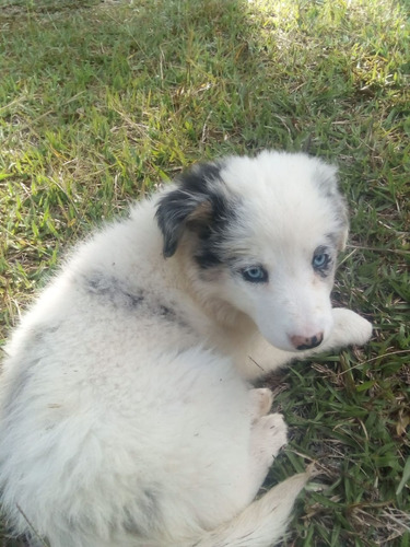 Cachorros  Border Collie  Mascotas Rionegro Barranquilla