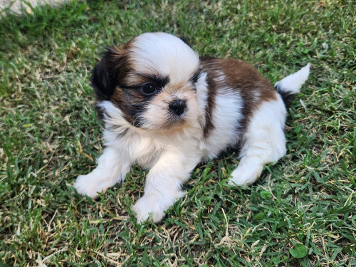 Cachorros Shih Tzu