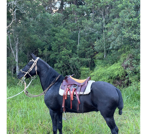 Cavalo Genuíno Marcha Picada