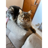 Filhote De Gato Maine Coon