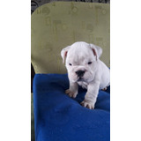 Cachorros Bulldog Inglés