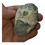 Gasterópodo Fósiles Naturales Esp00624  Colección