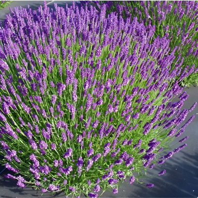 100 Semillas De Flor De Lavanda Munsted | MercadoLibre