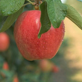 2 Plantas De Manzana Royal Gala.